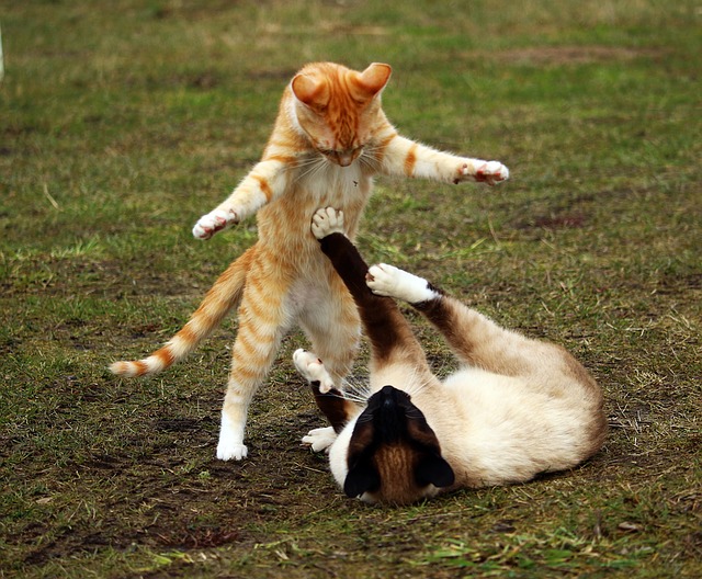 cats playing