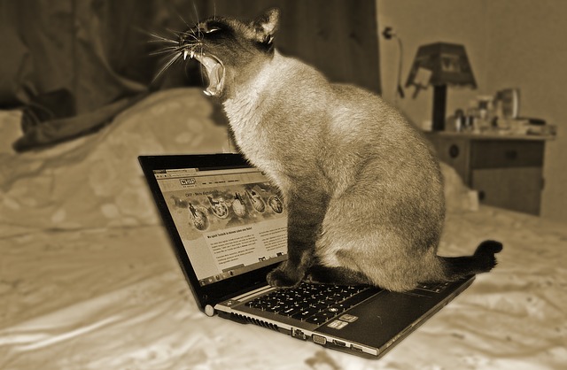 cat yawning on top of a laptop