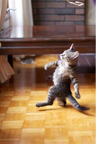 Cat Dancing