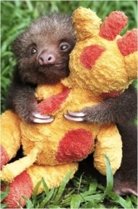 baby sloth giraffe
