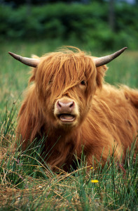 Ultimate Emo Cow