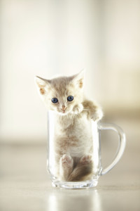 Cute Kitty sits in Cup