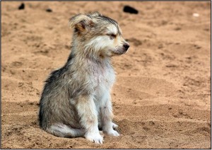 wolf puppy