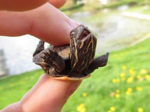 Super Turtle