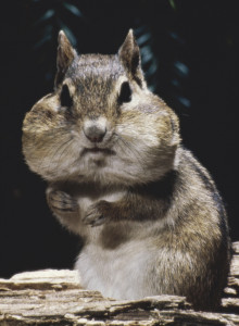 chipmunk