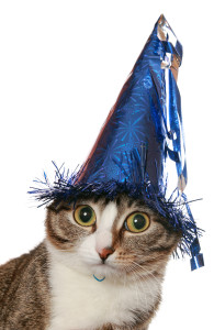 happy birthday cat card