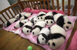 Baby pandas napping