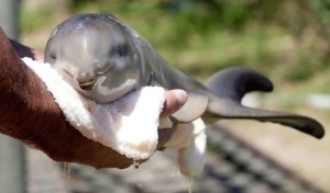 adorable baby dolphin