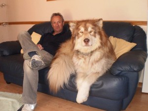 huge dog