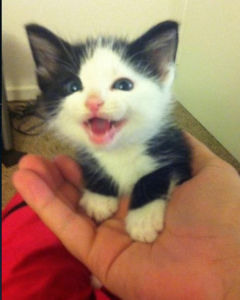 adorable happy kitty