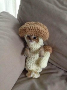 kitty in mushroom costume