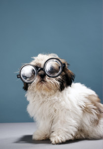 Glasses for Dogs