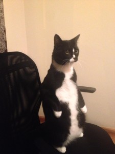 penguin cat
