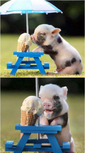 ice cream pig