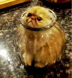cat + Jar