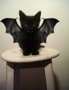 bat kitteh