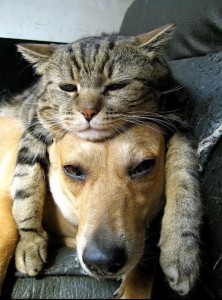 best friends cat and dog