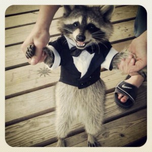 racoon in a tuxedo