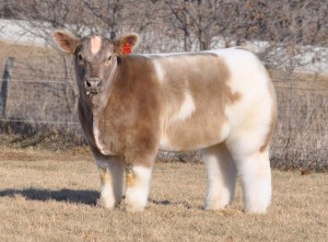 a fluffy cow