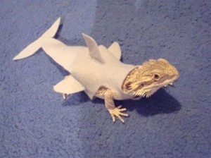 Lizard Shark