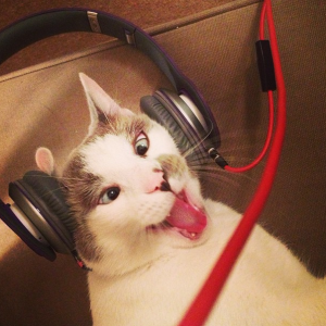 crazy kitty listens to music