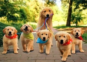 adorable pack walk