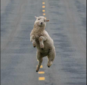 celebratory sheep