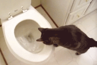 Cat is worried about toilet flush (GIF) - Funny Status