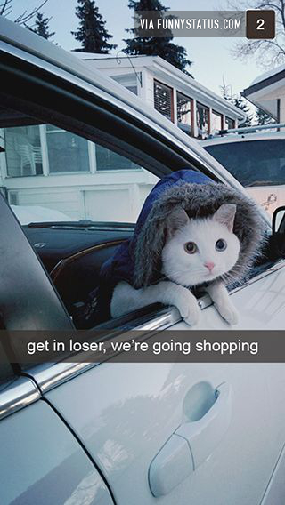 get in loser were going shopping cat