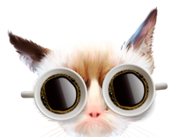 Cat With Glasses