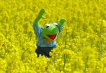 kermit the frog on the fields of rapeseeds